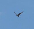 /album/my-local-birding-gallery/hobby-at-dewsbury-sewage-works-jpg/